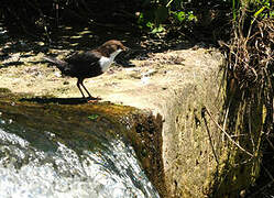 White-throated Dipper