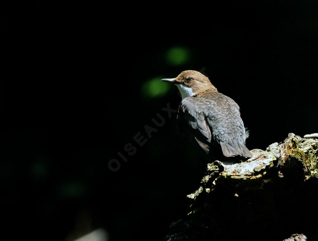 White-throated Dipperadult breeding