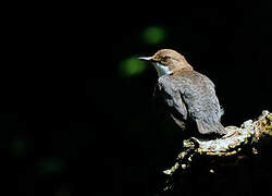 White-throated Dipper