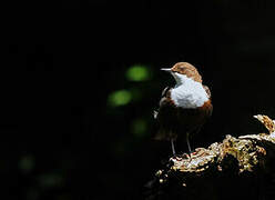 White-throated Dipper