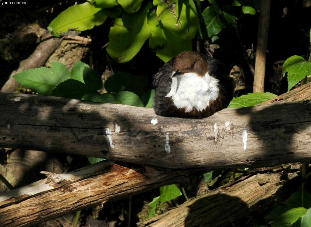 White-throated Dipperadult