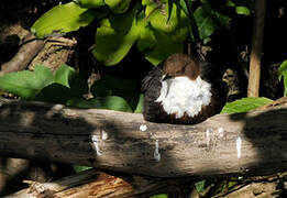 White-throated Dipper