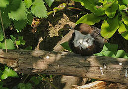 White-throated Dipper