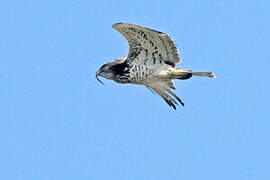 Short-toed Snake Eagle