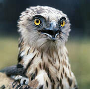 Short-toed Snake Eagle