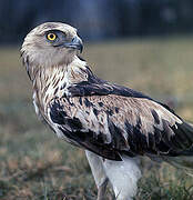 Short-toed Snake Eagle