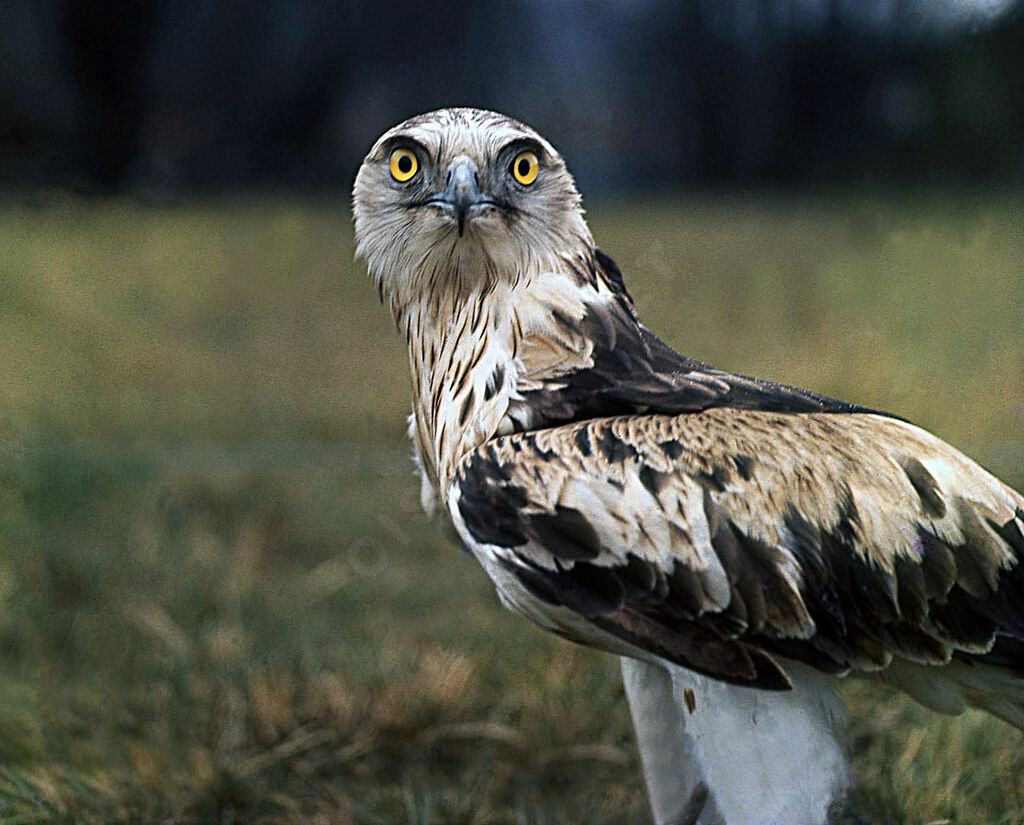 Short-toed Snake Eagle