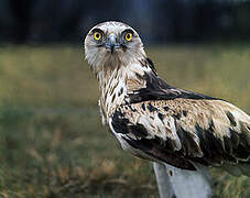 Short-toed Snake Eagle