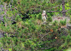 Short-toed Snake Eagle