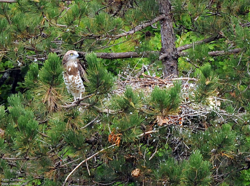 Short-toed Snake Eaglejuvenile, habitat, Reproduction-nesting