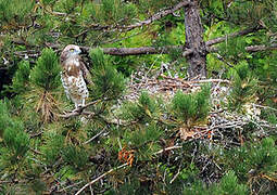 Short-toed Snake Eagle