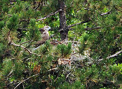 Short-toed Snake Eagle