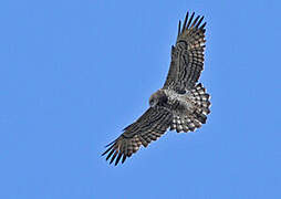 Short-toed Snake Eagle