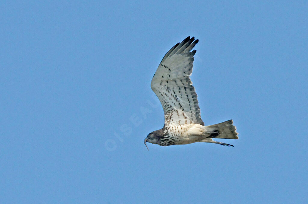 Short-toed Snake Eagle