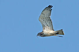 Short-toed Snake Eagle