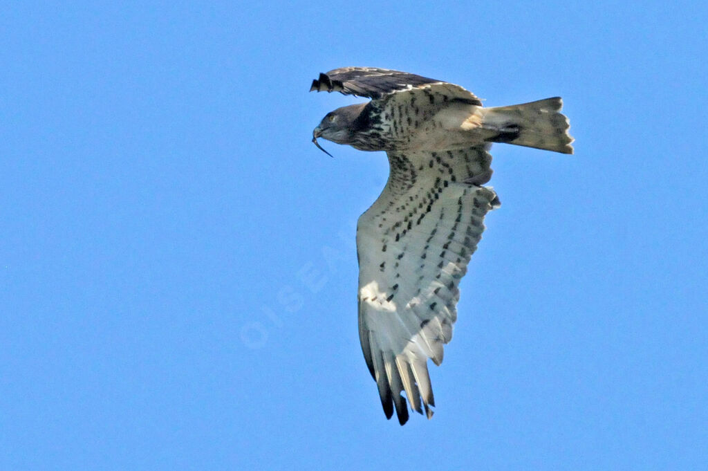 Short-toed Snake Eagle