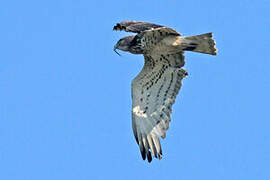 Short-toed Snake Eagle