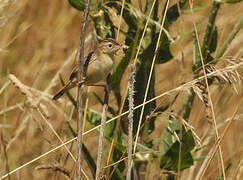 Zitting Cisticola