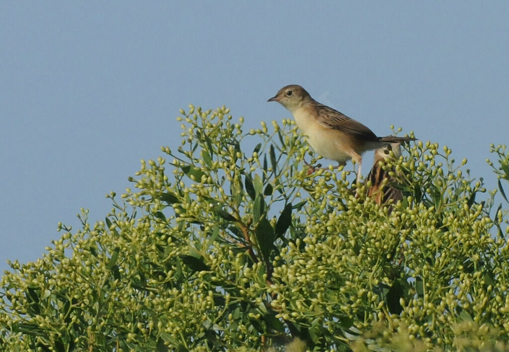 Zitting Cisticola