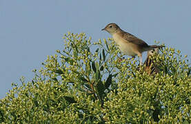 Zitting Cisticola