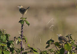 Zitting Cisticola