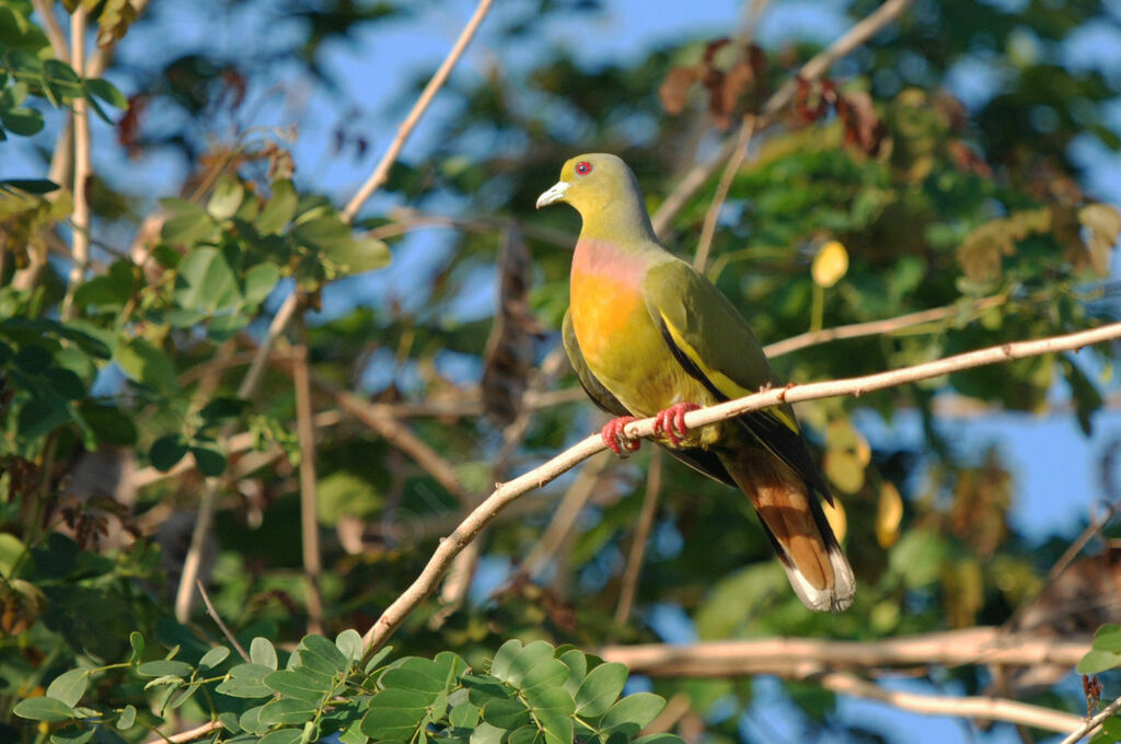 Colombar à double collier