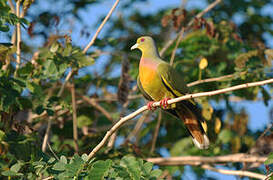 Orange-breasted Green Pigeon