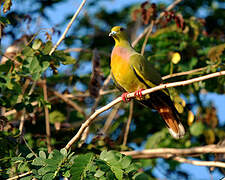 Orange-breasted Green Pigeon