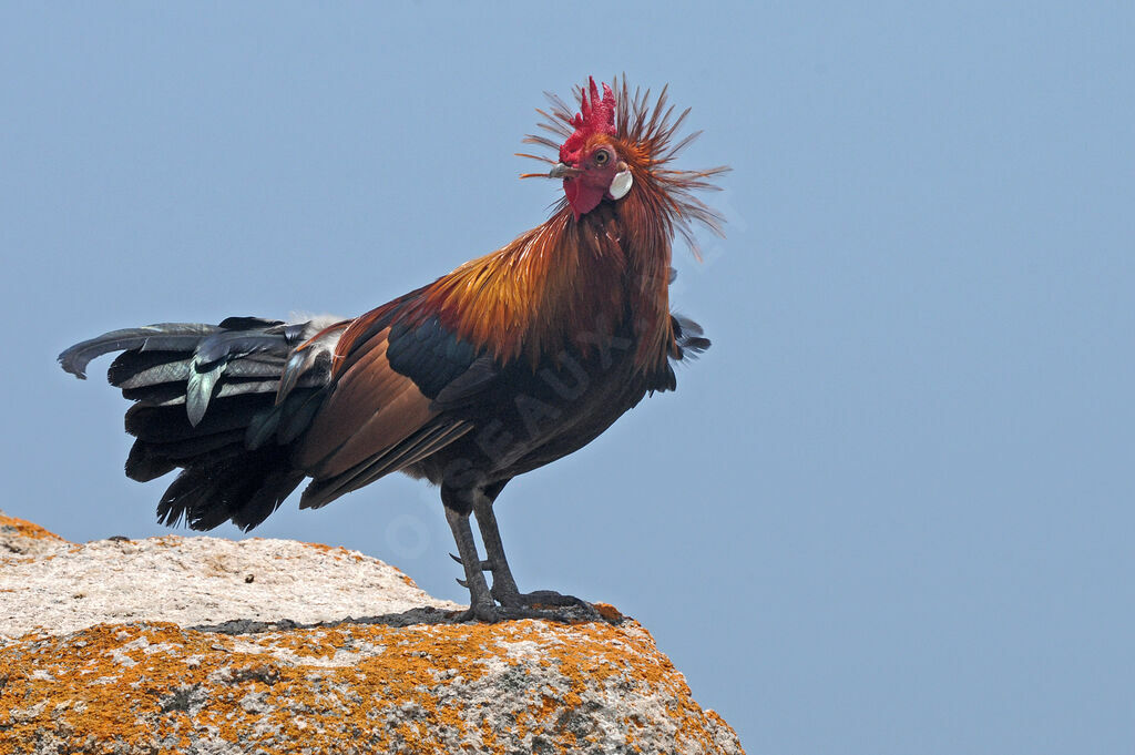 Coq bankiva