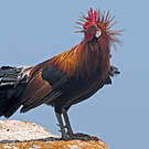 Coq bankiva