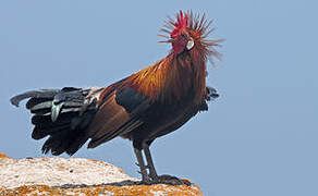 Red Junglefowl