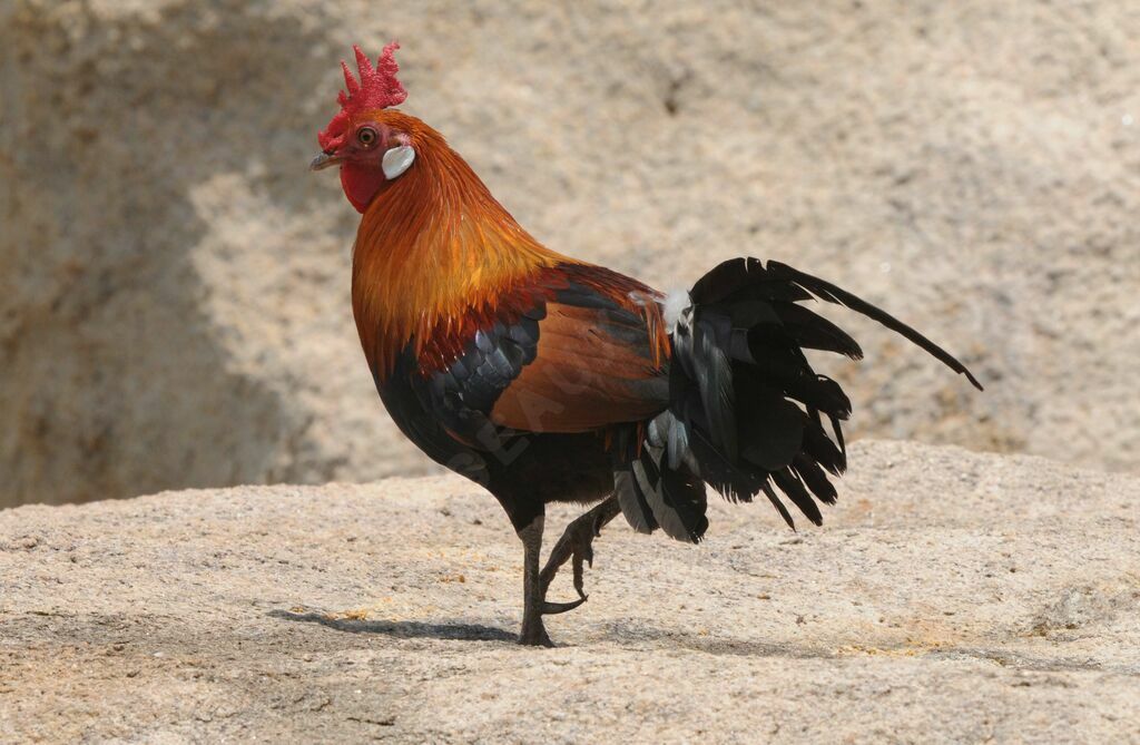 Red Junglefowl