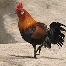 Coq bankiva