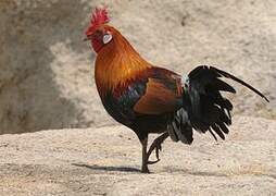 Red Junglefowl