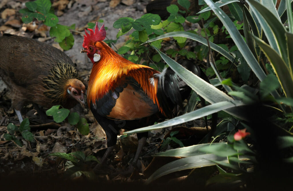 Red Junglefowl