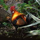 Red Junglefowl