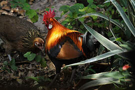 Red Junglefowl