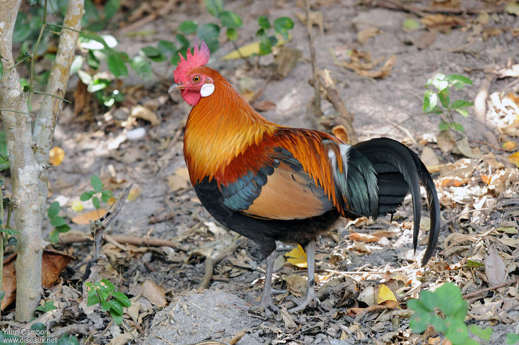 Coq bankiva mâle adulte, identification