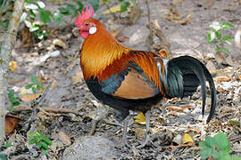 Red Junglefowl