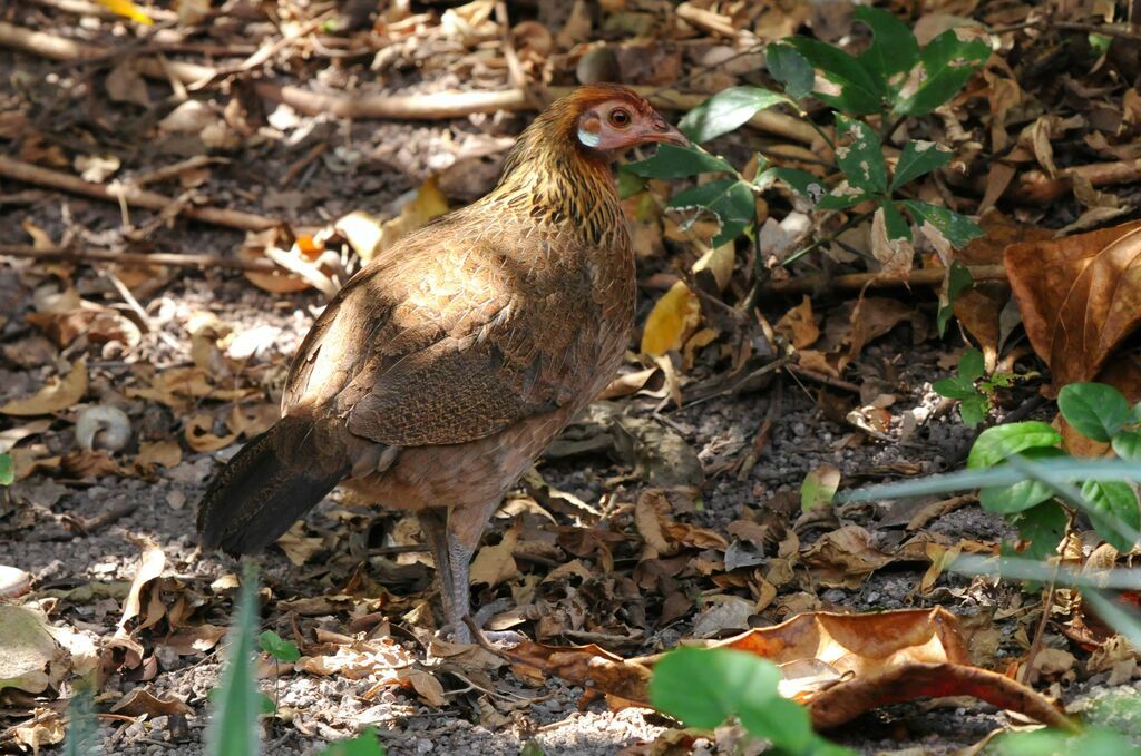 Red Junglefowl