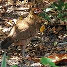 Red Junglefowl