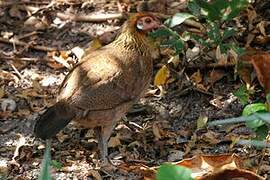 Red Junglefowl