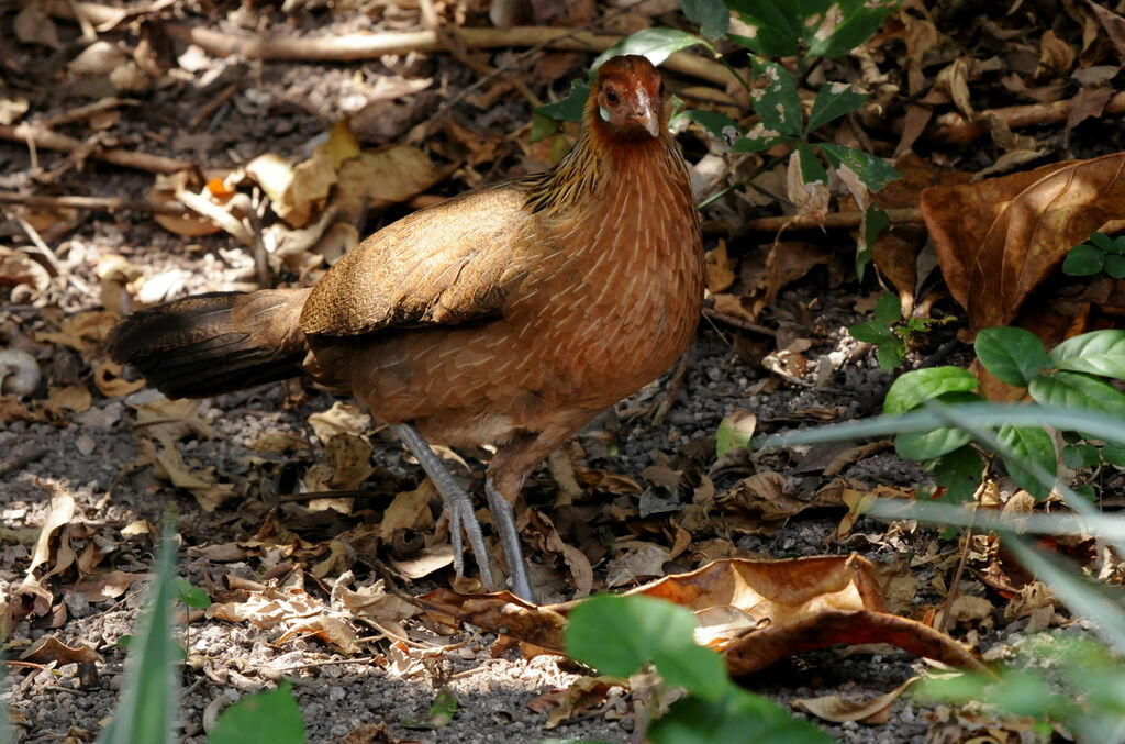 Red Junglefowl