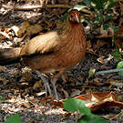 Red Junglefowl