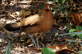 Red Junglefowl