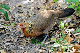 Red Junglefowl