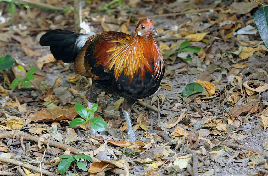 Red Junglefowl