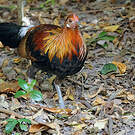 Red Junglefowl