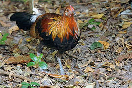 Red Junglefowl