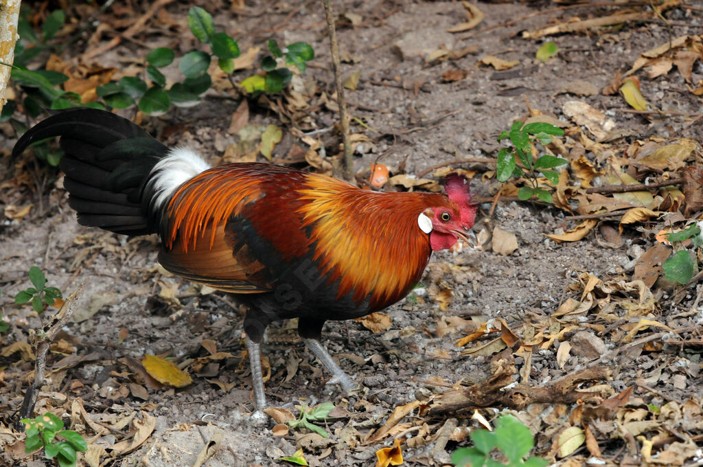 Red Junglefowl